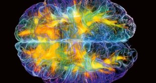 7 фактов о мозге