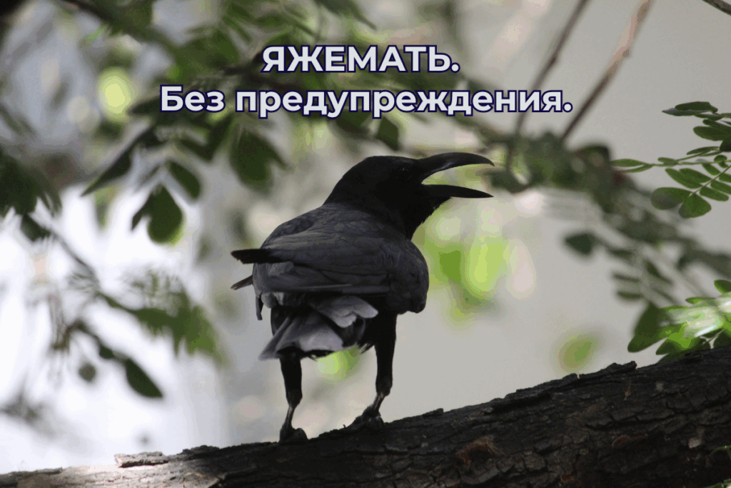 Ворона яжемать. Без предупреждения