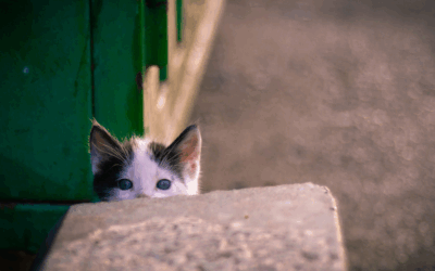 Когда «выпить для храбрости» — не вариант