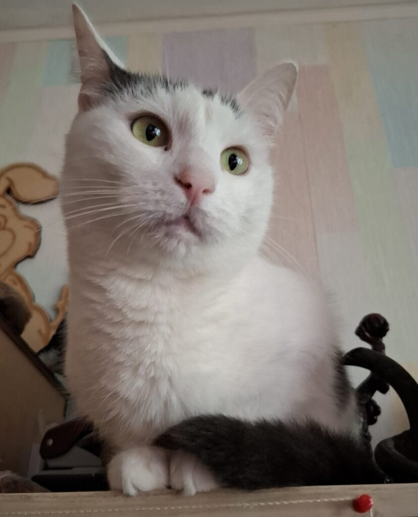 Белый кот Шаманыч с чёрными пятнами, сидит на полке и смотрит в сторону