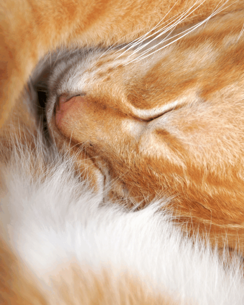 Рыжий кот сладко спит, свернувшись клучоком - символ уюта и покоя