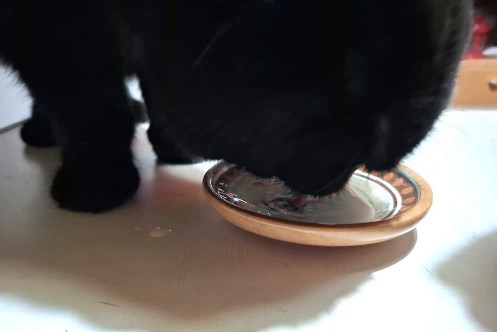 Чёрный кот пьёт йогурт из расписного блюдца, рядом на столе — капли и мягкая тень от лап.