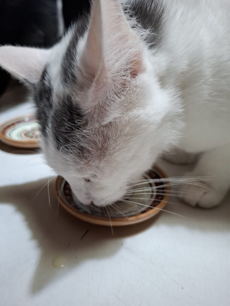 Белый кот с серыми пятнами сосредоточенно лакает йогурт из маленького керамического блюдца на белом столе.