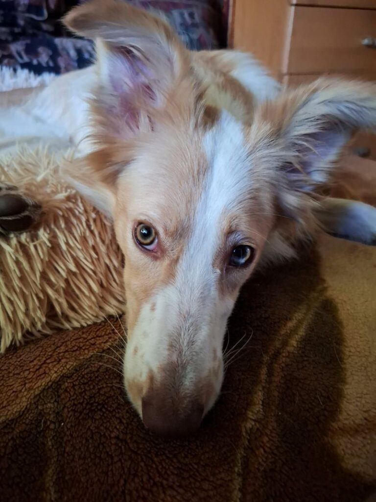 Задумчивая бело -рыжая собака бордер-колли лежит на диване