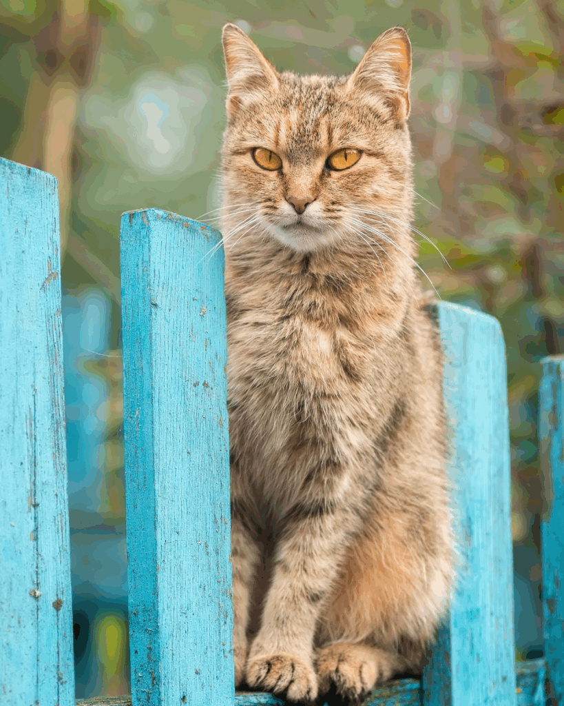 Рыжий кот на голубом заборе — независимый, ленивый и абсолютно в своём праве быть на своей стороне.