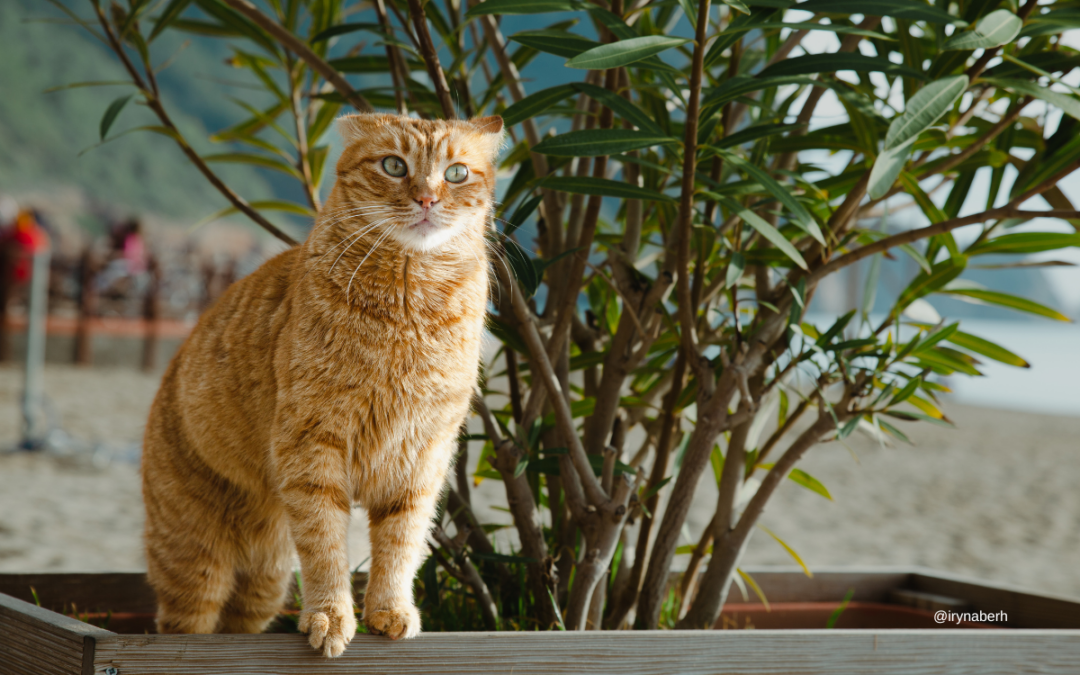 Готовность: когда ты вроде готов, но вроде и нет